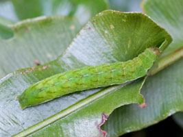 Phlogophora meticulosa